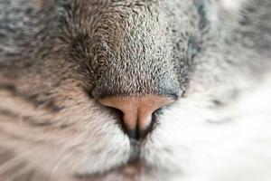 Quality cat food