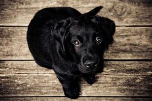 Premium dog food